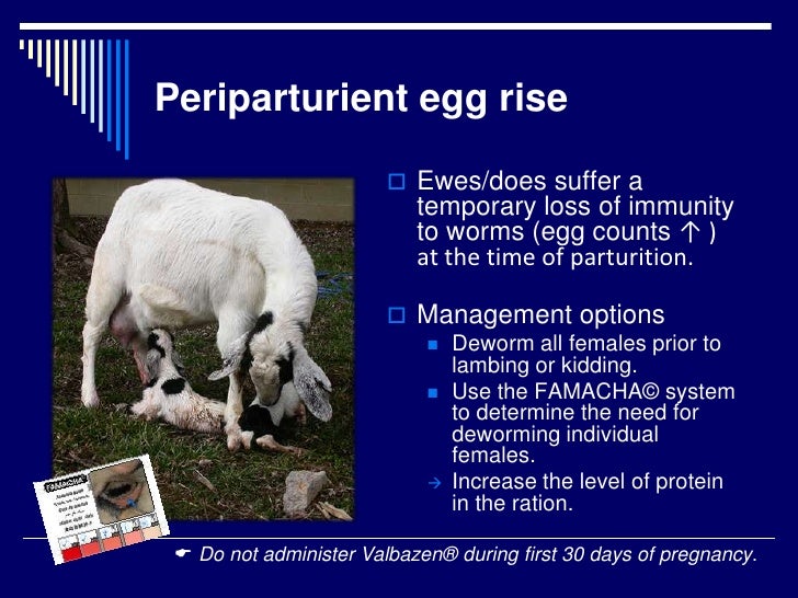 Getting Ready For Lambing And Kidding