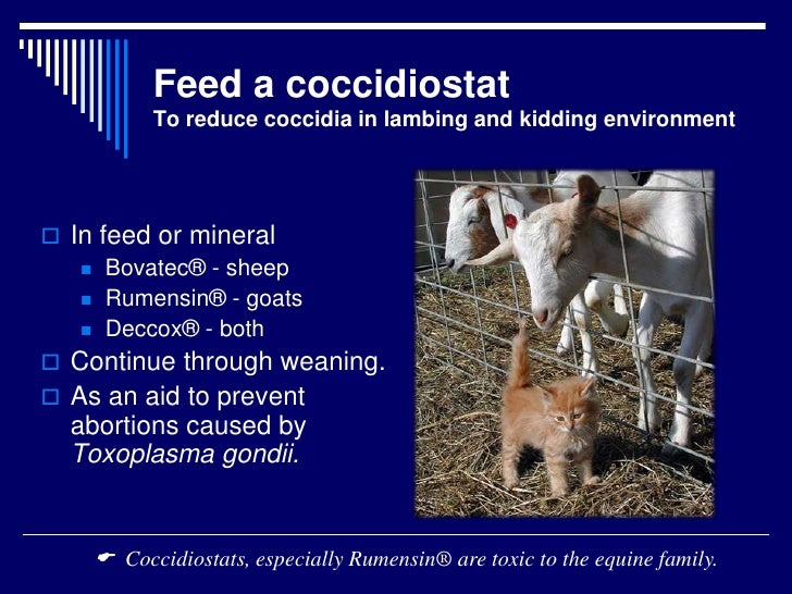 Getting Ready For Lambing And Kidding