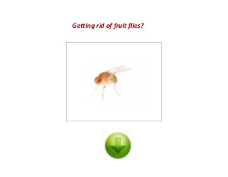 Getting rid of fruit flies?
 
