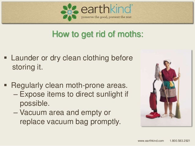 How To Rid Of Moths Naturally How To Rid Of Moths Naturally