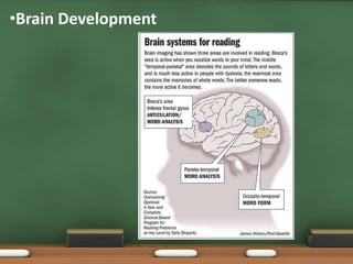 •Brain Development

 