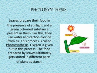 PHOTOSYNTHESIS
Leaves prepare their food in
the presence of sunlight and a
green coloured substance
present in them. For this, they
use water and carbon dioxide
from air. This process is called
Photosynthesis. Oxygen is given
out in this process. The food
prepared by leaves ultimately
gets stored in different parts
of plant as starch.
 
