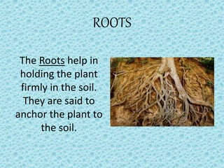 ROOTS
The Roots help in
holding the plant
firmly in the soil.
They are said to
anchor the plant to
the soil.
 