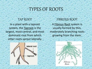 TYPES OF ROOTS
TAP ROOT
In a plant with a taproot
system, the Taproot is the
largest, most central, and most
dominant root from which
other roots sprout laterally.
FIBROUS ROOT
A Fibrous Root system is
usually formed by thin,
moderately branching roots
growing from the stem.
 