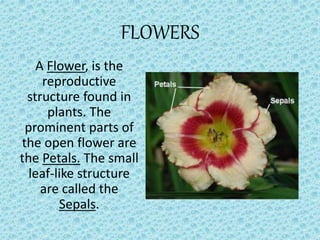 FLOWERS
A Flower, is the
reproductive
structure found in
plants. The
prominent parts of
the open flower are
the Petals. The small
leaf-like structure
are called the
Sepals.
 