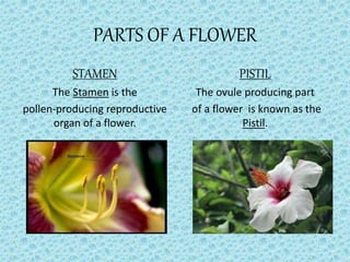 PARTS OF A FLOWER
STAMEN
The Stamen is the
pollen-producing reproductive
organ of a flower.
PISTIL
The ovule producing part
of a flower is known as the
Pistil.
 