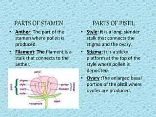 PARTS OF STAMEN
• Anther: The part of the
stamen where pollen is
produced.
• Filament: The filament is a
stalk that connects to the
anther.
PARTS OF PISTIL
• Style: It is a long, slender
stalk that connects the
stigma and the ovary.
• Stigma: It is a sticky
platform at the top of the
style where pollen is
deposited.
• Ovary :The enlarged basal
portion of the pistil where
ovules are produced.
 