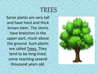 TREES
Some plants are very tall
and have hard and thick
brown stem. The stems
have branches in the
upper part, much above
the ground. Such plants
are called Trees. They
tend to be long-lived,
some reaching several
thousand years old.
 