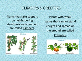 CLIMBERS & CREEPERS
Plants that take support
on neighbouring
structures and climb up
are called Climbers.
Plants with weak
stems that cannot stand
upright and spread on
the ground are called
Creepers.
 