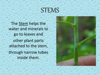 STEMS
The Stem helps the
water and minerals to
go to leaves and
other plant parts
attached to the stem,
through narrow tubes
inside them.
 