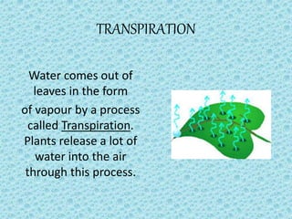 TRANSPIRATION
Water comes out of
leaves in the form
of vapour by a process
called Transpiration.
Plants release a lot of
water into the air
through this process.
 