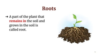 The Root Grows First Getting to know plants | PPTX