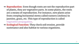 Getting to know plants | PPTX