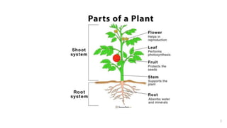 Getting to know plants | PPTX