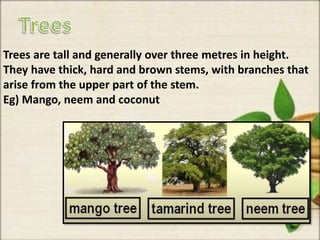 Trees are tall and generally over three metres in height.
They have thick, hard and brown stems, with branches that
arise from the upper part of the stem.
Eg) Mango, neem and coconut
 