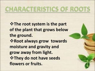 The root system is the part
of the plant that grows below
the ground.
Root always grow towards
moisture and gravity and
grow away from light.
They do not have seeds
flowers or fruits.
 