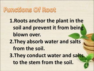 1.Roots anchor the plant in the
soil and prevent it from being
blown over.
2.They absorb water and salts
from the soil.
3.They conduct water and salts
to the stem from the soil.
 