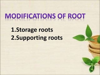 1.Storage roots
2.Supporting roots
 