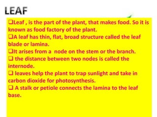 Leaf , is the part of the plant, that makes food. So it is
known as food factory of the plant.
A leaf has thin, flat, broad structure called the leaf
blade or lamina.
It arises from a node on the stem or the branch.
 the distance between two nodes is called the
internode.
 leaves help the plant to trap sunlight and take in
carbon dioxide for photosynthesis.
 A stalk or petiole connects the lamina to the leaf
base.
 