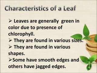  Leaves are generally green in
color due to presence of
chlorophyll.
 They are found in various sizes.
 They are found in various
shapes.
Some have smooth edges and
others have jagged edges.
 