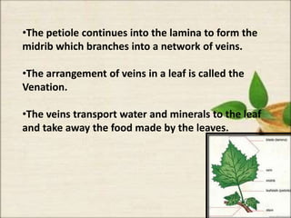 •The petiole continues into the lamina to form the
midrib which branches into a network of veins.
•The arrangement of veins in a leaf is called the
Venation.
•The veins transport water and minerals to the leaf
and take away the food made by the leaves.
 