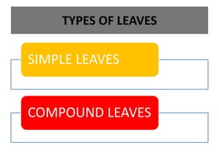 TYPES OF LEAVES
SIMPLE LEAVES
COMPOUND LEAVES
 