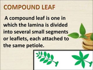A compound leaf is one in
which the lamina is divided
into several small segments
or leaflets, each attached to
the same petiole.
 
