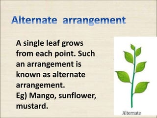 A single leaf grows
from each point. Such
an arrangement is
known as alternate
arrangement.
Eg) Mango, sunflower,
mustard.
 