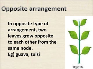 In opposite type of
arrangement, two
leaves grow opposite
to each other from the
same node.
Eg) guava, tulsi
 
