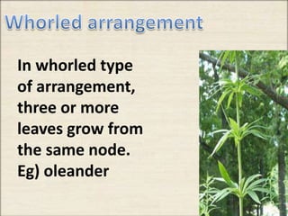 In whorled type
of arrangement,
three or more
leaves grow from
the same node.
Eg) oleander
 