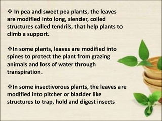  In pea and sweet pea plants, the leaves
are modified into long, slender, coiled
structures called tendrils, that help plants to
climb a support.
In some plants, leaves are modified into
spines to protect the plant from grazing
animals and loss of water through
transpiration.
In some insectivorous plants, the leaves are
modified into pitcher or bladder like
structures to trap, hold and digest insects
 