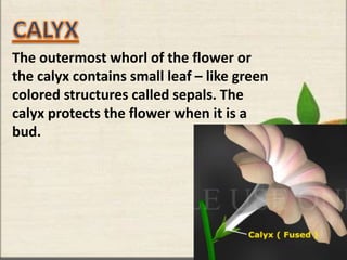 The outermost whorl of the flower or
the calyx contains small leaf – like green
colored structures called sepals. The
calyx protects the flower when it is a
bud.
 