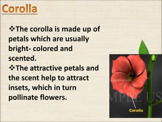 The corolla is made up of
petals which are usually
bright- colored and
scented.
The attractive petals and
the scent help to attract
insets, which in turn
pollinate flowers.
 