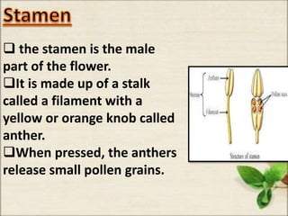  the stamen is the male
part of the flower.
It is made up of a stalk
called a filament with a
yellow or orange knob called
anther.
When pressed, the anthers
release small pollen grains.
 