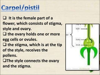  It is the female part of a
flower, which consists of stigma,
style and ovary.
 the ovary holds one or more
egg cells or ovules.
 the stigma, which is at the tip
of the style, receives the
pollens.
The style connects the ovary
and the stigma.
 