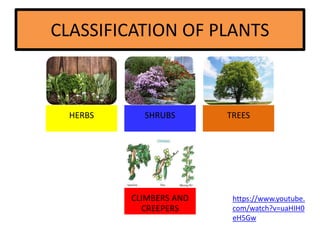 CLASSIFICATION OF PLANTS
HERBS SHRUBS TREES
CLIMBERS AND
CREEPERS
https://www.youtube.
com/watch?v=uaHIH0
eH5Gw
 