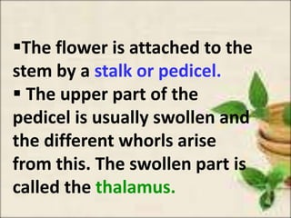 The flower is attached to the
stem by a stalk or pedicel.
 The upper part of the
pedicel is usually swollen and
the different whorls arise
from this. The swollen part is
called the thalamus.
 
