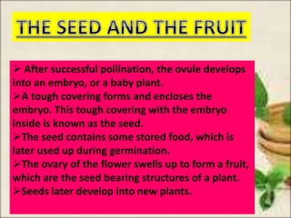  After successful pollination, the ovule develops
into an embryo, or a baby plant.
A tough covering forms and encloses the
embryo. This tough covering with the embryo
inside is known as the seed.
The seed contains some stored food, which is
later used up during germination.
The ovary of the flower swells up to form a fruit,
which are the seed bearing structures of a plant.
Seeds later develop into new plants.
 