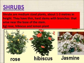 Shrubs are medium sized plants, about 1-3 metres in
height. They have thin, hard stems with branches that
arise near the base of the stem.
Eg) rose, hibiscus and lemon plant
 