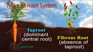 Getting to know plants | PPTX