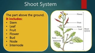 Shoot System.drawing Getting to know plants | PPTX