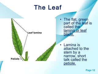 Page 12
The Leaf
• The flat, green
part of the leaf is
called the
lamina or leaf
blade.
• Lamina is
attached to the
stem by a
narrow, short
talk called the
petiole.
 