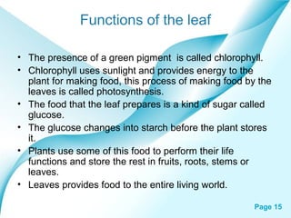 Page 15
Functions of the leaf
• The presence of a green pigment is called chlorophyll.
• Chlorophyll uses sunlight and provides energy to the
plant for making food, this process of making food by the
leaves is called photosynthesis.
• The food that the leaf prepares is a kind of sugar called
glucose.
• The glucose changes into starch before the plant stores
it.
• Plants use some of this food to perform their life
functions and store the rest in fruits, roots, stems or
leaves.
• Leaves provides food to the entire living world.
 