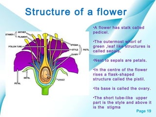Page 19
Structure of a flower
•A flower has stalk called
pedicel.
•The outermost whorl of
green ,leaf like structures is
called sepals.
•Next to sepals are petals.
•In the centre of the flower
rises a flask-shaped
structure called the pistil.
•Its base is called the ovary.
•The short tube-like upper
part is the style and above it
is the stigma
 