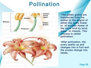Page 20
Pollination
•The pollen grains are
transferred from the
anther to the stigma of
either the same flower
or of another flower of
the same kind by wind,
water or insects. This
process is called
pollination .
•After pollination, the
ovary swells up and
changes into a fruit and
the ovules change into
seeds.
 
