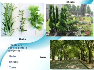 Page 3
Herbs
Trees
Shrubs
• Plants are
classified into 3
categories –
• Herbs
• Shrubs
• Trees
 