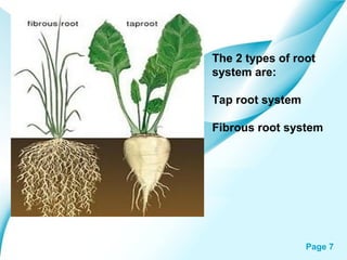 Page 7
The 2 types of root
system are:
Tap root system
Fibrous root system
 