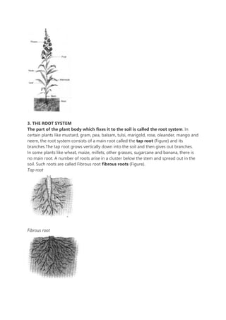 Getting to Know Plants pdf.pdf
