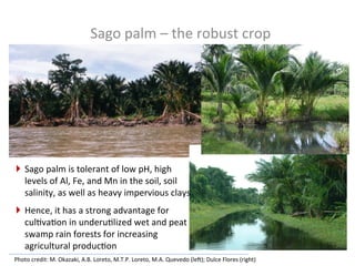 Sago	
  palm	
  –	
  the	
  robust	
  crop	
  
Photo	
  credit:	
  M.	
  Okazaki,	
  A.B.	
  Loreto,	
  M.T.P.	
  Loreto,	
  M.A.	
  Quevedo	
  (le]);	
  Dulce	
  Flores	
  (right)	
  	
  
}  Sago	
  palm	
  is	
  tolerant	
  of	
  low	
  pH,	
  high	
  
levels	
  of	
  Al,	
  Fe,	
  and	
  Mn	
  in	
  the	
  soil,	
  soil	
  
salinity,	
  as	
  well	
  as	
  heavy	
  impervious	
  clays	
  	
  
}  Hence,	
  it	
  has	
  a	
  strong	
  advantage	
  for	
  
cul.va.on	
  in	
  underu.lized	
  wet	
  and	
  peat	
  
swamp	
  rain	
  forests	
  for	
  increasing	
  
agricultural	
  produc.on	
  
 