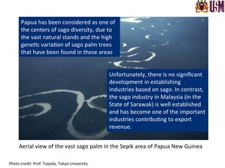 Aerial	
  view	
  of	
  the	
  vast	
  sago	
  palm	
  in	
  the	
  Sepik	
  area	
  of	
  Papua	
  New	
  Guinea	
  
Photo	
  credit:	
  Prof.	
  Toyoda,	
  Tokyo	
  University	
  
Papua	
  has	
  been	
  considered	
  as	
  one	
  of	
  
the	
  centers	
  of	
  sago	
  diversity,	
  due	
  to	
  
the	
  vast	
  natural	
  stands	
  and	
  the	
  high	
  
gene.c	
  varia.on	
  of	
  sago	
  palm	
  trees	
  
that	
  have	
  been	
  found	
  in	
  these	
  areas	
  
Unfortunately,	
  there	
  is	
  no	
  signiﬁcant	
  
development	
  in	
  establishing	
  
industries	
  based	
  on	
  sago.	
  In	
  contrast,	
  
the	
  sago	
  industry	
  in	
  Malaysia	
  (in	
  the	
  
State	
  of	
  Sarawak)	
  is	
  well	
  established	
  
and	
  has	
  become	
  one	
  of	
  the	
  important	
  
industries	
  contribu.ng	
  to	
  export	
  
revenue.	
  
 